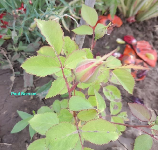  - Primul bobocel și prima floricică mult așteptată