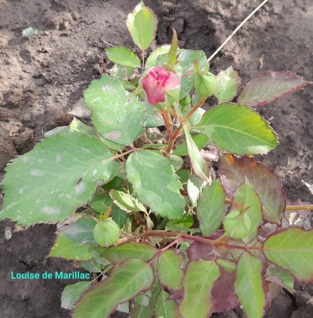  - Primul bobocel și prima floricică mult așteptată