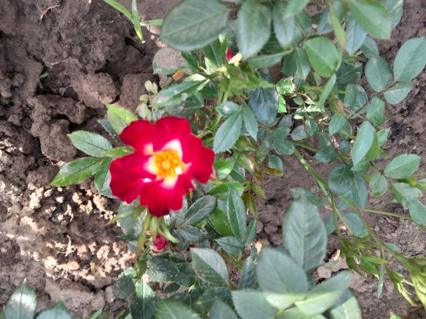 Everglow Ruby - Primul bobocel și prima floricică mult așteptată