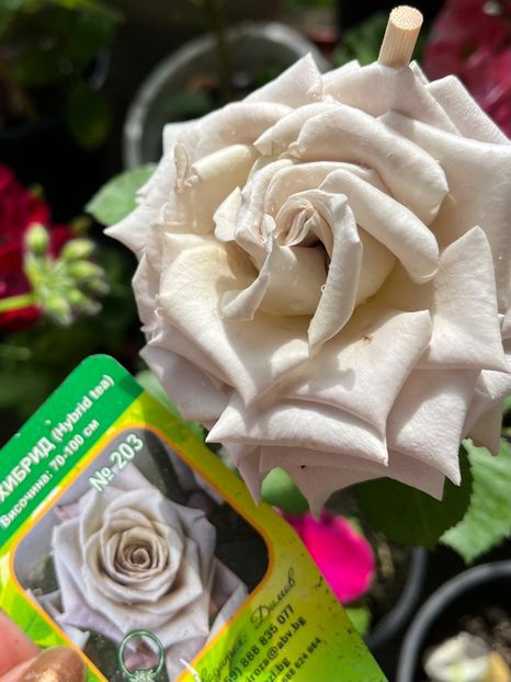 316EA55E-AC92-4060-A292-2C30359A2E42 - Trandafiri 2023 2