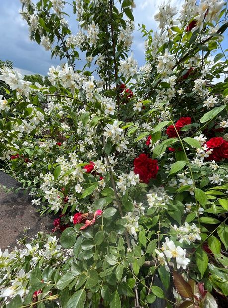 0758302B-9B51-4AB0-911F-1DC242E206E4 - Trandafiri 2023 2