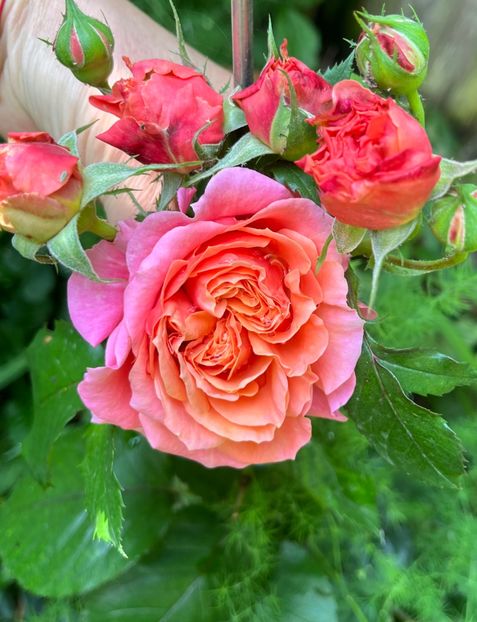 2CBCD5FA-E4F8-4C74-B43A-0A6E7B7194C6 - Trandafiri 2023 2