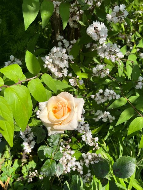 DD25889D-467D-41C7-AB47-A72C3F65C259 - Trandafiri 2023 2