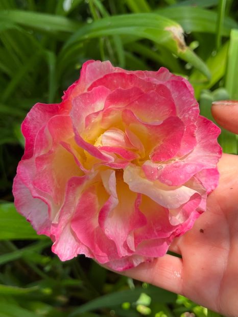 86342CA3-159B-493A-A273-A40128D382A3 - Trandafiri 2023 2