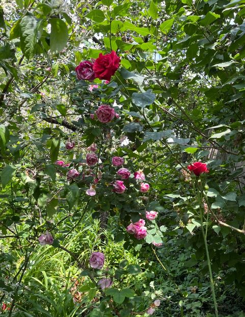 A999C316-BD18-41AD-A924-19F7A789B831 - Trandafiri 2023 2