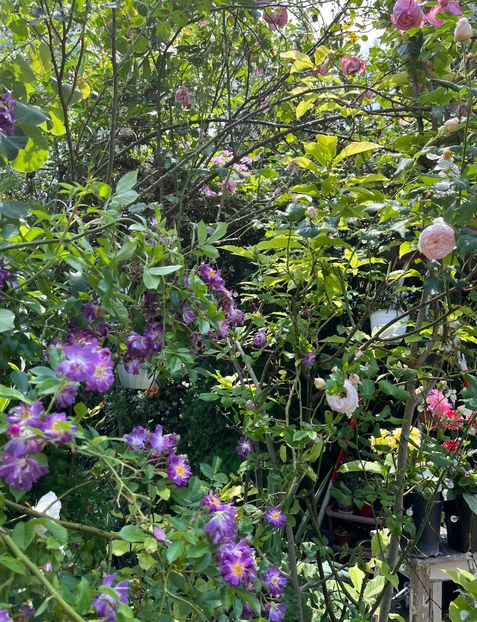 31D08622-252F-4547-97EF-12697F1C637C - Trandafiri 2023 2