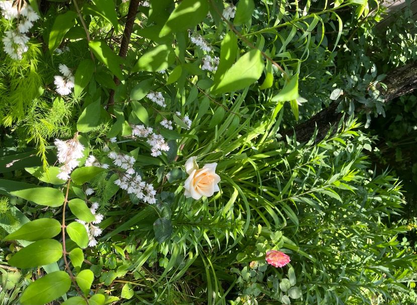 85217C09-CA05-41FD-8EF0-C772C8A7F79F - Trandafiri 2023 2