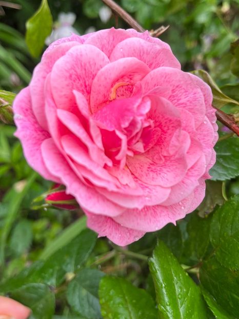 8834DDA0-D2EA-457A-A39E-6A0ECD2C5EEF - Trandafiri 2023 2