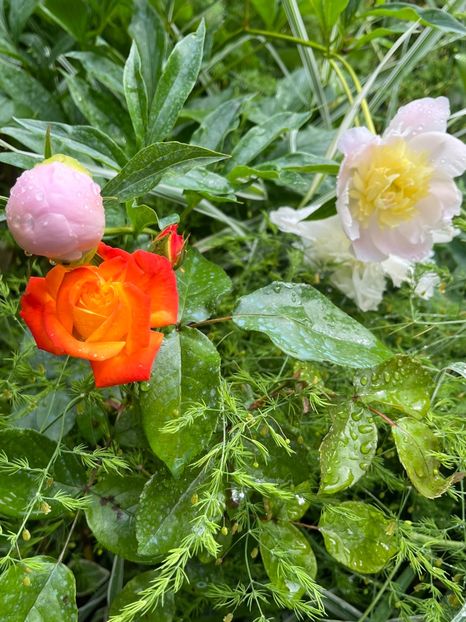 4B78C0D7-BF95-4D0B-8191-9C2ADD94DD5D - Trandafiri 2023 2