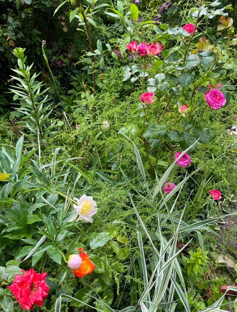 AC13613C-2C20-4208-8915-9E904CD50A41 - Trandafiri 2023 2