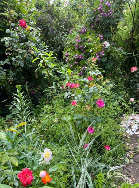 A9739865-3DAC-4F1E-813F-28DAB0492EDA - Trandafiri 2023 2