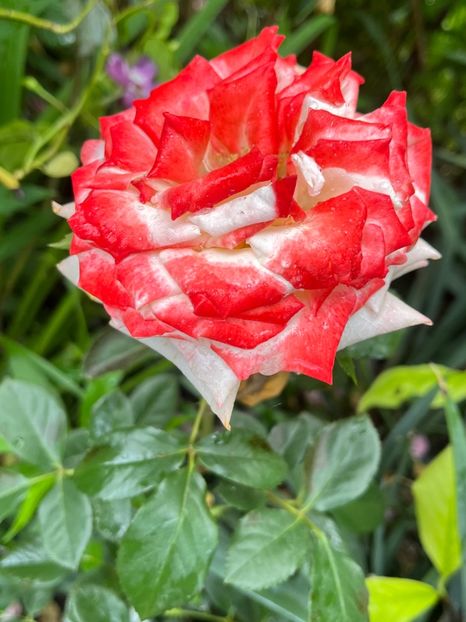 0FC33588-6104-4684-889C-C428E4906DA8 - Trandafiri 2023 2