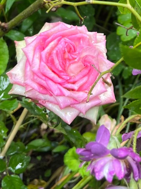 A3D2E0A0-D10F-457E-812A-BCFF8282D953 - Trandafiri 2023 2