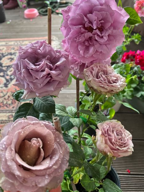 66C39405-5632-4503-8C8F-3AFB44DAA7B0 - Trandafiri 2023 2