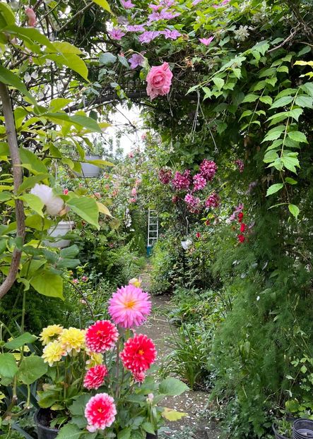 F35EEE50-08C3-4098-919C-03A6FA06FB27 - Trandafiri 2023 2