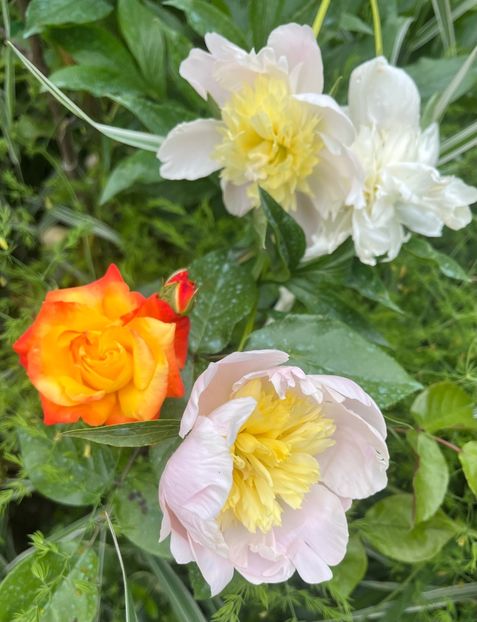 2030CD20-E484-44C0-B546-BAF0AF0ACE94 - Trandafiri 2023 2