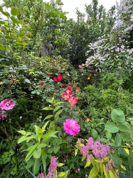 BD3672BB-AF34-42AA-995B-48B4571A3B62 - Trandafiri 2023 2