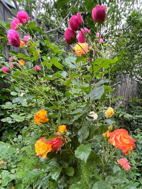 7FA2C102-A570-4326-B664-6C6DDA0F6835 - Trandafiri 2023 2