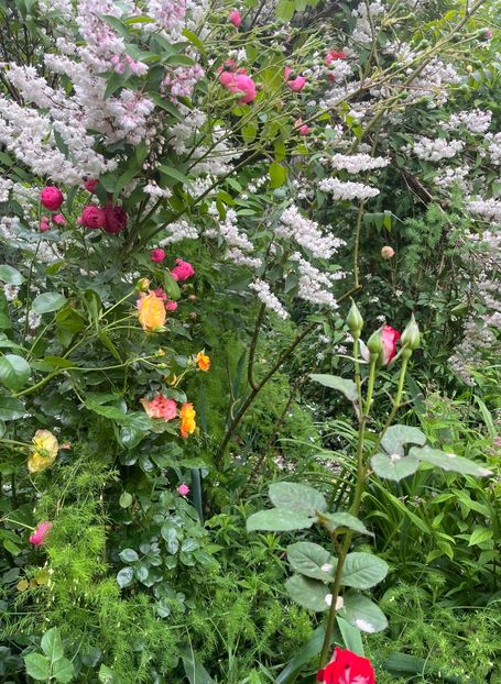 06A4C51F-FF4F-4A5F-BB3B-548CFBF91D21 - Trandafiri 2023 2