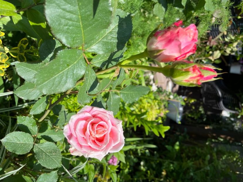 B682A6F3-7AF9-4DD4-BC68-52DEFDFBD221 - Trandafiri 2023 2