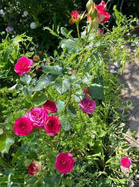 E536EDBE-74A4-4DEE-A317-8F97B8E21902 - Trandafiri 2023 2