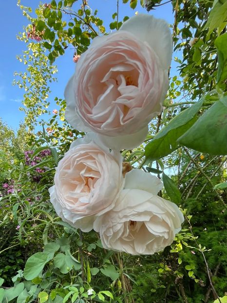 2D5E4939-05DB-4C51-9B01-ADECDEB90756 - Trandafiri 2023 2