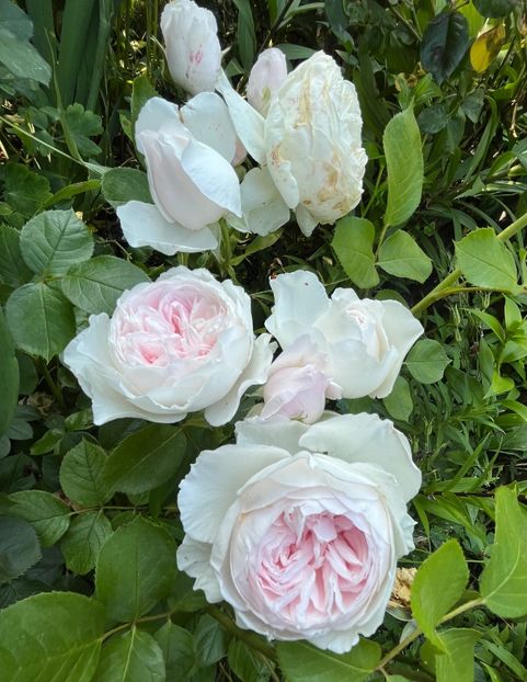 243DDBA0-8670-4A7E-9C22-B860E15D21BE - Trandafiri 2023 2