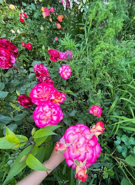 DCA99A3E-61CA-477B-BF5A-7BEC9178F68B - Trandafiri 2023 2