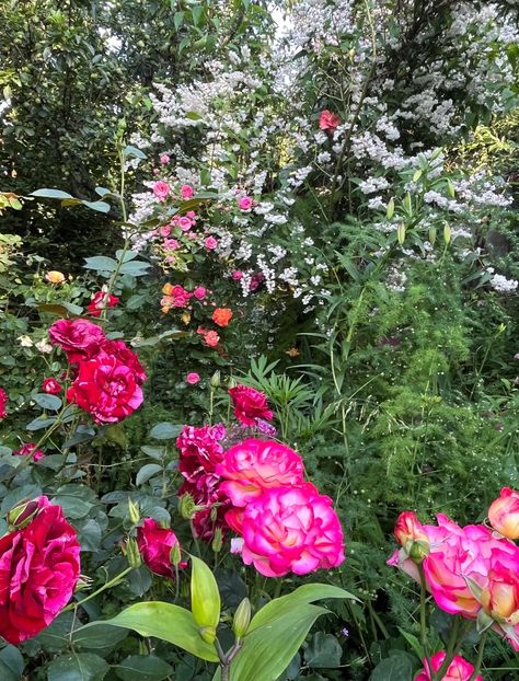 D893988D-DAA8-4432-8177-61A496B537C8 - Trandafiri 2023 2