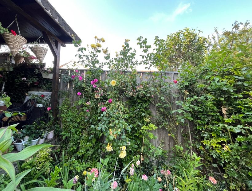 22AE00E1-68AF-4263-9D68-B4A63B565CE4 - Trandafiri 2023 2