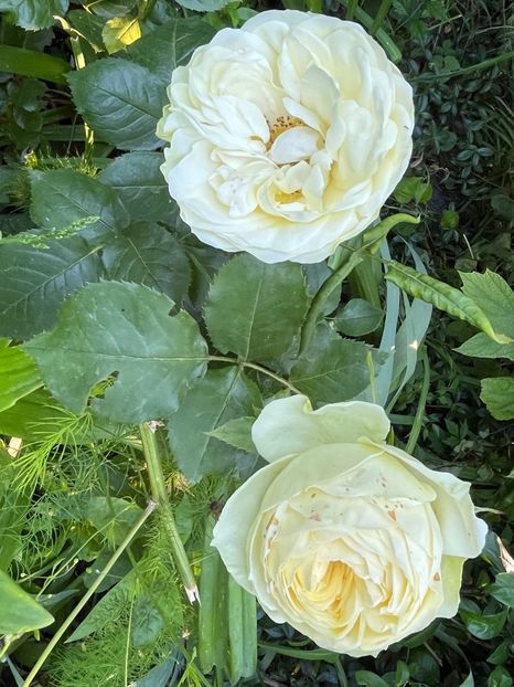 429E06A8-9FB4-46F2-9E70-448F9A9D7457 - Trandafiri 2023 2