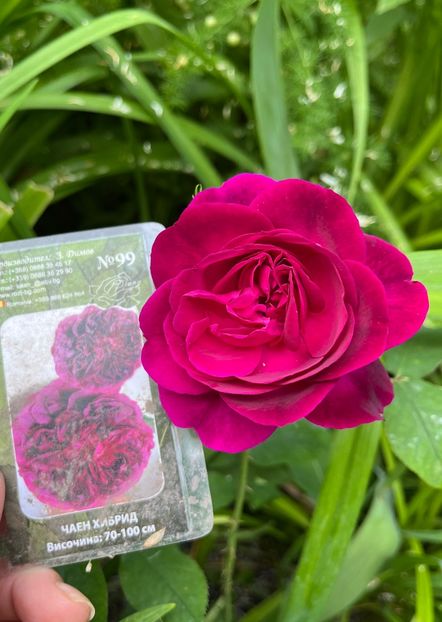 9BD173BA-A687-4795-B5BF-1940022A2FA3 - Trandafiri 2023 2