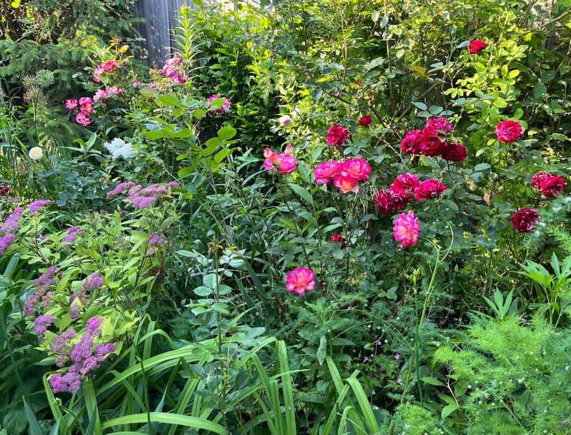 DC7811CA-ADAC-4A56-AA51-FF8DF870384C - Trandafiri 2023 2