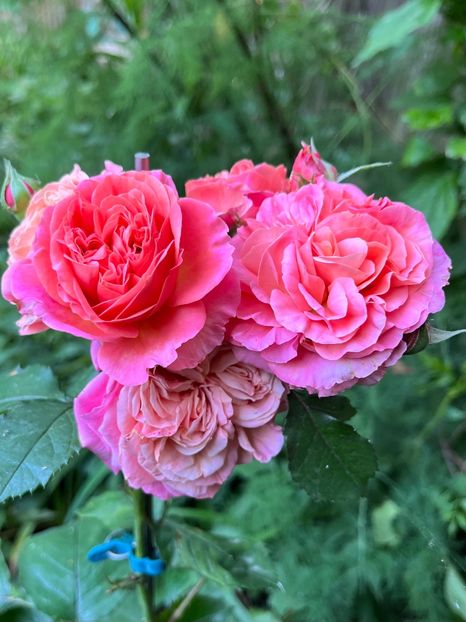 BAB06DC0-F5AC-4719-B14F-9DC01A8D9D16 - Trandafiri 2023 2