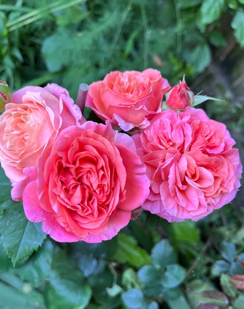 9A517F2F-A978-47FC-84AF-B8BD3D45C8F7 - Trandafiri 2023 2