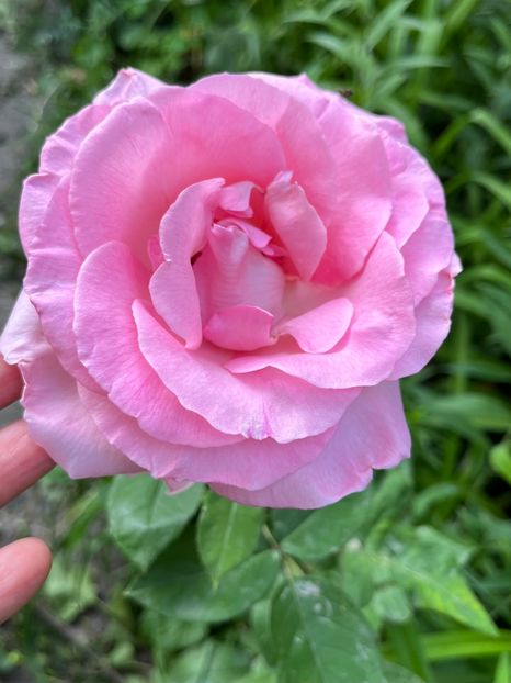 C62F9878-DD95-481F-AC2A-8B2E54B4D651 - Trandafiri 2023 2