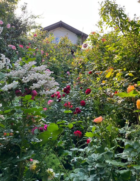 7230C64E-2938-45F4-8C8F-C4BCFD131179 - Trandafiri 2023 2