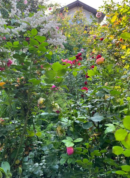 36A2E01B-41CA-4A7C-9DB9-9A958CBFFB6B - Trandafiri 2023 2