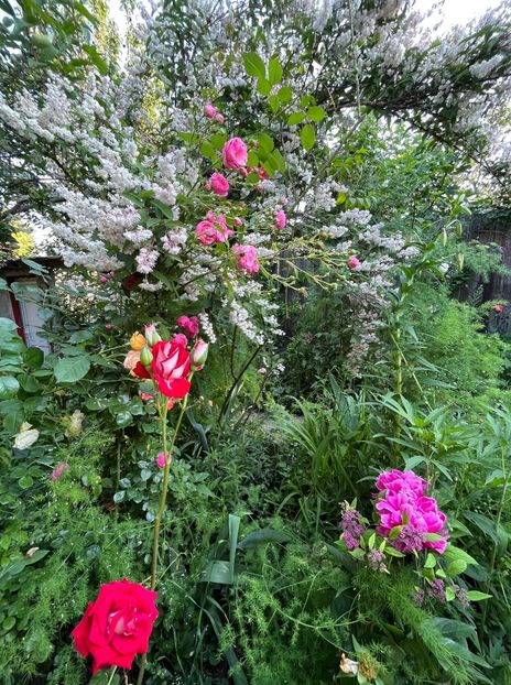 73670F38-19E9-4AF7-83C4-8DACA87D15A7 - Trandafiri 2023 2