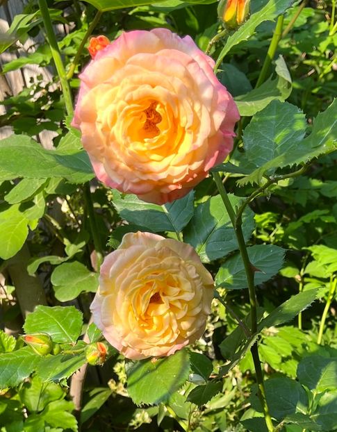 9553EE54-9C73-4887-9043-6984024A34F3 - Trandafiri 2023 2