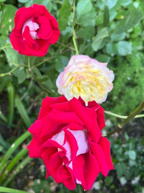 B2F218F7-7703-44B1-9CDF-BD5908916812 - Trandafiri 2023 2