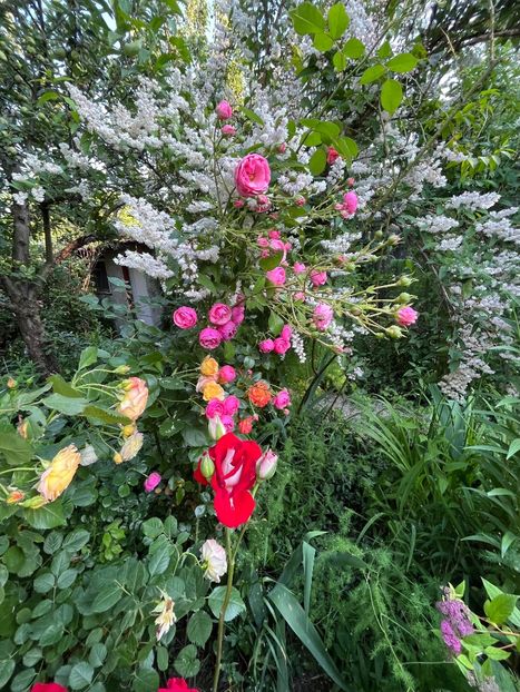 EA0B0DDE-B1C6-46F9-B0A5-C754458516EF - Trandafiri 2023 2