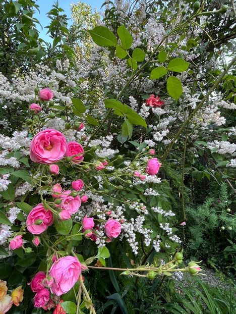 65203801-0FE1-47D5-A001-7C71F0791B5C - Trandafiri 2023 2