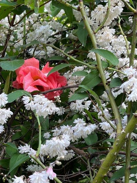 C1FD0070-D7B5-4F6D-9F64-78186A7406F0 - Trandafiri 2023 2