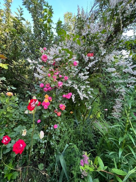 4EE7EF0A-207F-4C0A-A425-BF5BF910E471 - Trandafiri 2023 2