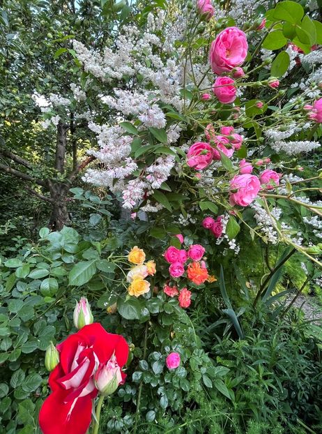 EF4B40AA-C6D3-4BAE-9E1B-3F1C339CC51F - Trandafiri 2023 2