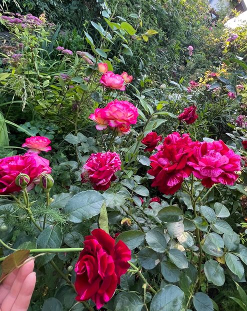 E0074767-3166-4691-8B9E-83ADBFC24683 - Trandafiri 2023 2