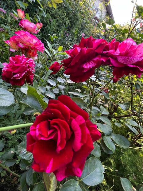 E1ECF754-11E0-4EAA-87B2-84BC9E8460BA - Trandafiri 2023 2