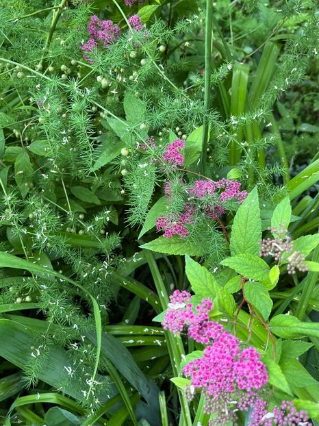 1922068E-A2A7-447C-9671-E42DC29C0699 - Trandafiri 2023 2