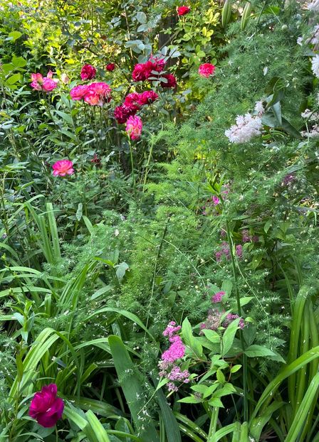 D86AEC15-C3B1-4532-8738-81CEFB379D81 - Trandafiri 2023 2